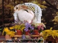 Easter (mai devreme, k sa avem timp destul) - ufff...bine...deci Paste fericit la toti(iarba - Cosul de Gunoi