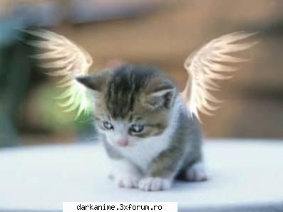 Ingeri..........! - Una care imi place - Pictures Galery