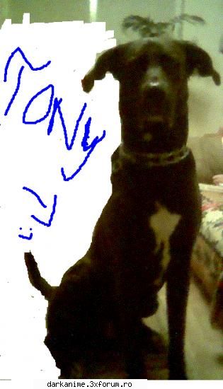 Member's pics - ok....have some more this is my dog!isn't he a - New Members