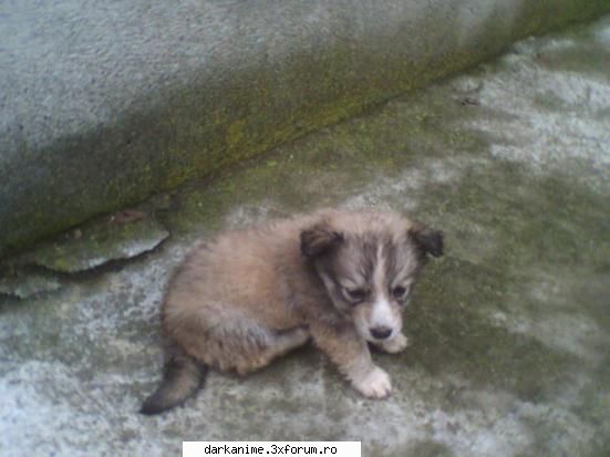 Pozele membrilor - ce animalute frumoase si eu am ceva frumos - Cosul de Gunoi