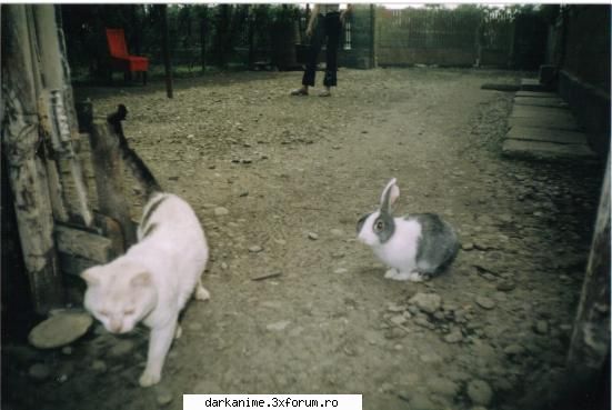 aceasta e iepurica ffff jucausa si cu pozele membrilor